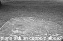 Tesoro_4