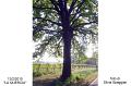 094_Quercia-2-800